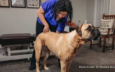 Animal Chiropractic Demystified: What You Don’t Know