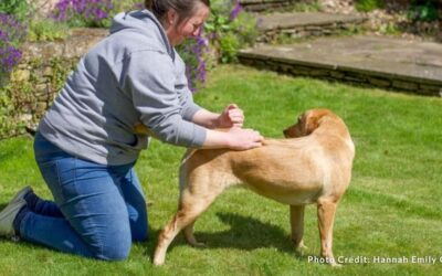 How Massage can Change your Four-Legged’s Life