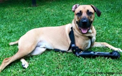 Veterinary Orthotics and Prosthetics: Not a Simple Mould