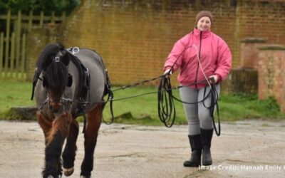 Taking an Evidence-Based Approach to Training Young Horses