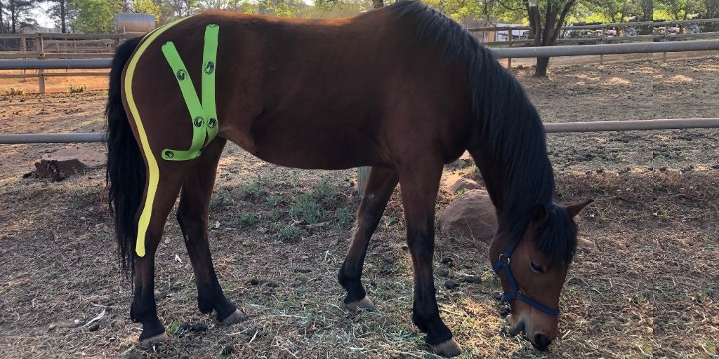 Rolling Out Kinesiology Tape in Equine Sports Medicine and Rehabilitation