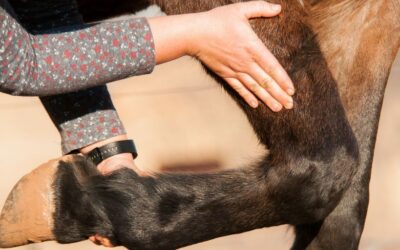 A Whole Body Approach to a Localised Lesion: Equine Navicular Syndrome