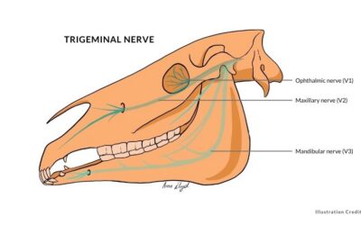 Understanding Equine Headshaking