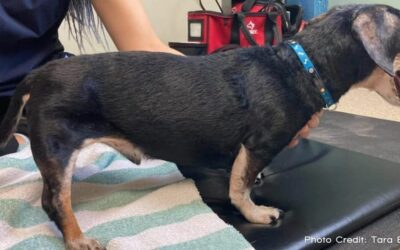 Canine Cushing’s Myopathy