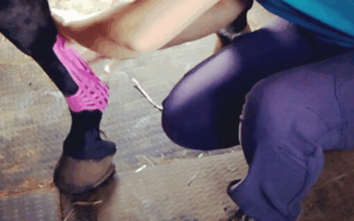 Pathology of the Suspensory Apparatus: A Vet Rehab Therapist’s Guide