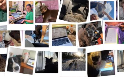Reflections on the Vet Rehab Summit 2025