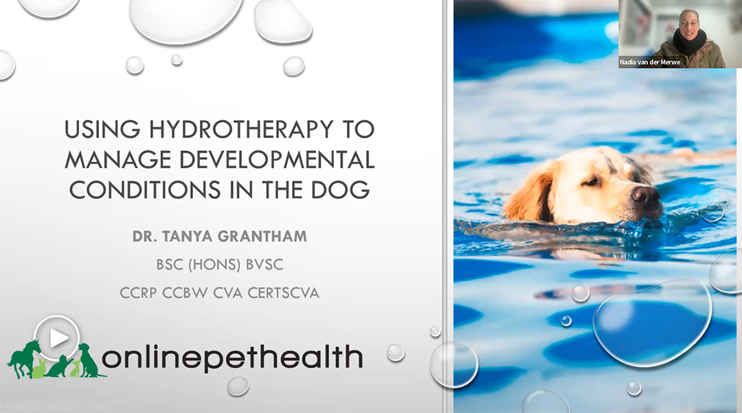Hydrotherapy for Patella Luxation