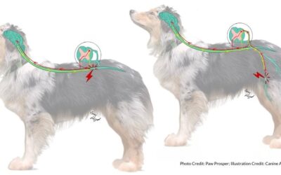 Understanding Pain Mechanisms in Veterinary Rehabilitation